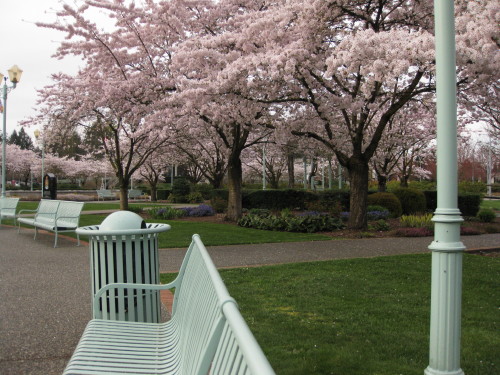 Cherry blossoms in full splendor in Abbotsford, BC