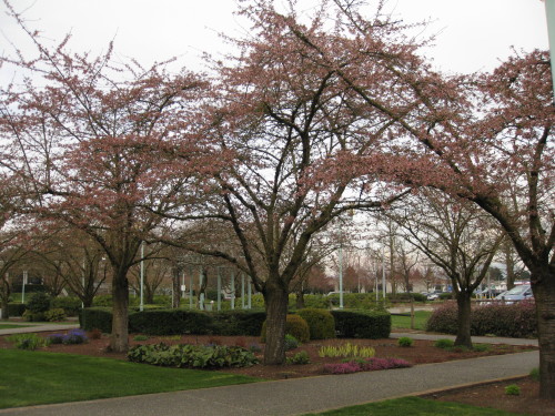 Sakura buds about to burst in Abbotsford, BC