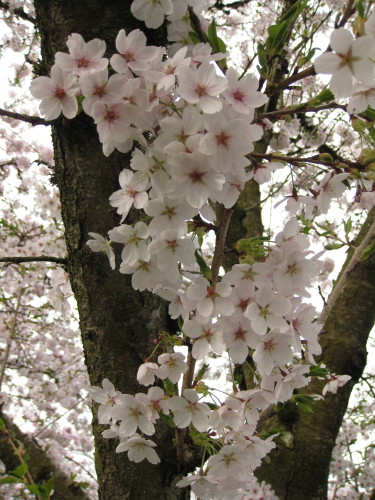 Sakura (cherry blossoms) in Abbotsford, BC