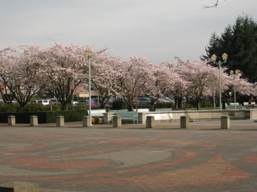Sakura at Thunderbird Plaza, Abbotsford, BC